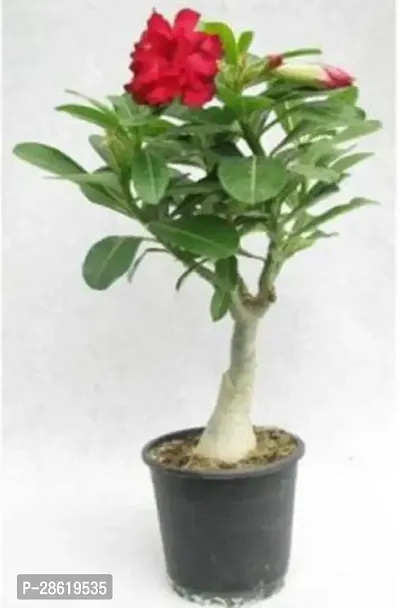 Platone Adenium Plant Adenium rose Balcony live Plant