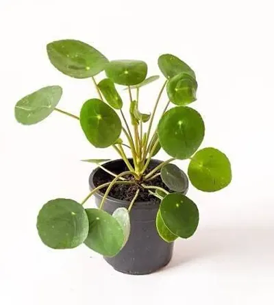 Best Selling Plant & Planters 