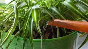 Platone Spider Plant SPIDER PLANT RE44-thumb1