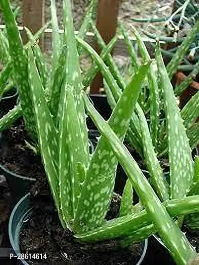 Platone Aloe Vera Plant Aloe Vera Plant 076