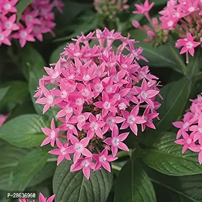 Platone Draffe Plant Pentas Plant Pink - Flowering Plants Flowers Garden Live Plant Nursery Indoor Outdoor Living Plants-thumb0