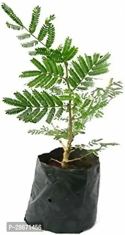 Platone ShamiJand Plant Shami Plant ( Home Shami Plant For God )-thumb0