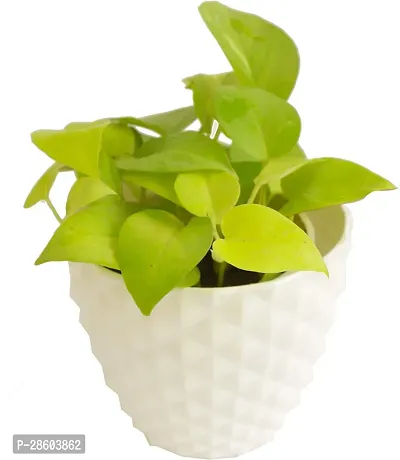 Platone Money Plant money plant 959