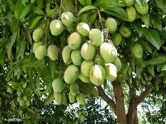 Platone Mango Plant MANGO PLANT OUIT-thumb0