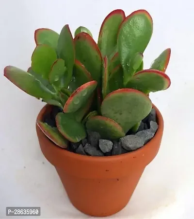 Platone Jade Plant Jade Plant ( Formed Plant )-thumb0