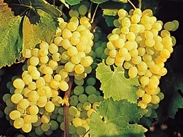 Platone Grape Plant Chambourcin Grape Plant-thumb1