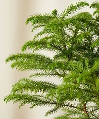 Platone Christmas Tree Plant Christmas Tree Plant (Norfolk Pine Tree)-thumb2