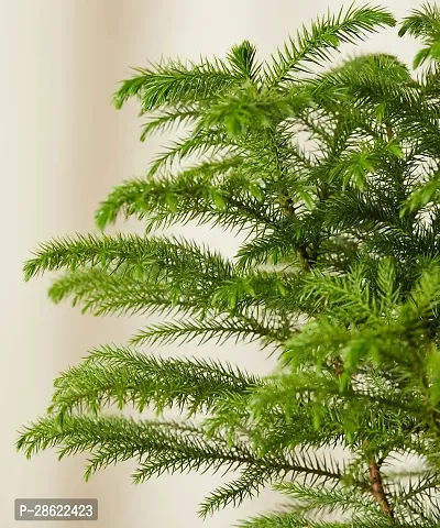 Platone Christmas Tree Plant Christmas Tree Plant (Norfolk Pine Tree)-thumb3