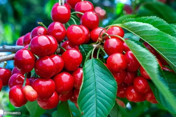 Platone Cherry Fruit Plant GRAFTED RED CCHERRY FRUIT PLANTS 01