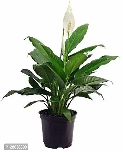 Platone Peace Lily Plant peace lily plant 8009