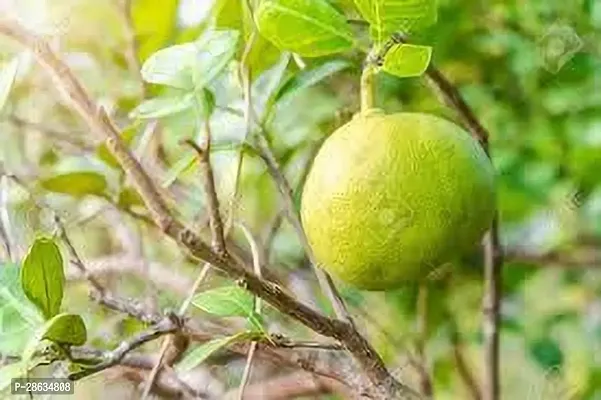 Platone Pomelo Plant POMELO PLANT OO