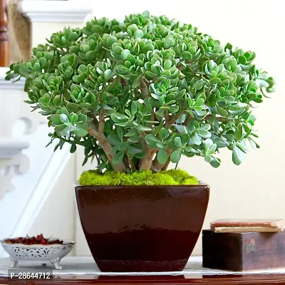 Platone Jade Plant Very Rear NASA Recommended Hybrid Jade Live PlantV-2-thumb0