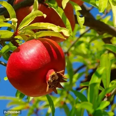 Platone Pomegranate Plant Pomegranate Plant 11A-thumb0