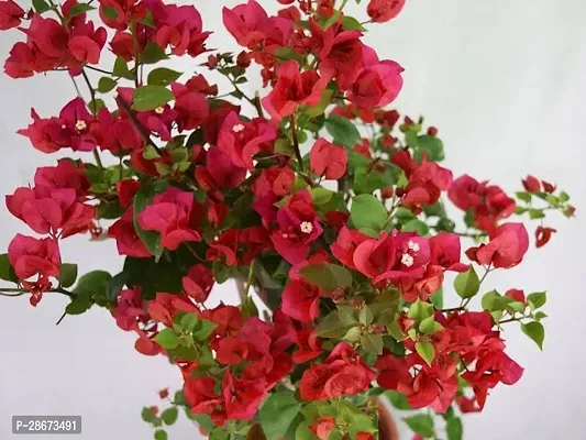 Platone Bougainvillea Plant Exotic Live Plant BougainvilleaBoganvilla Rare Red Suitable Balcony Garden Plant(1 Healthy Live Plant)