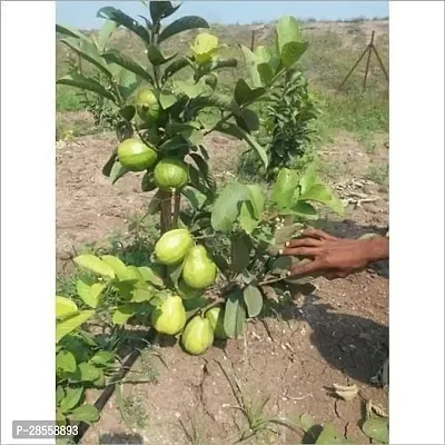 Platone Guava Plant fruit04-thumb2