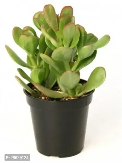 Platone Crassula Plant E-GRDN_685