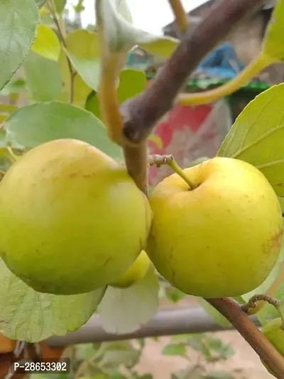 Platone Ber Apple Plant Sweet Apple Ber Plant.