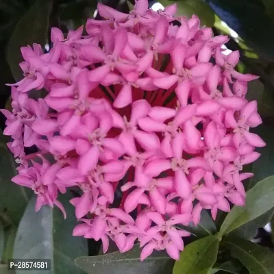 Platone Trothic IxoraChethi Plant Ixora Chethi Red Plant Live Flower Disha-99980-thumb0