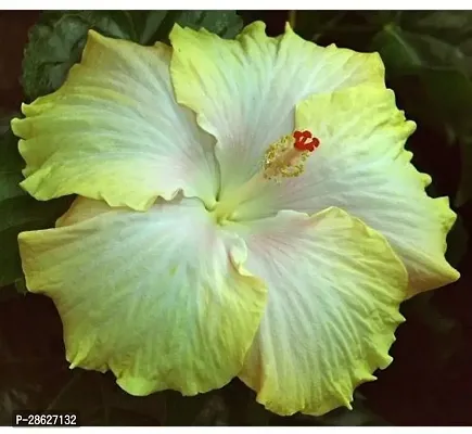 Platone Hibiscus Plant PLT-068-thumb0