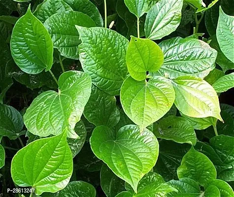 Platone Betel Leaf Plant PAN-01-thumb0