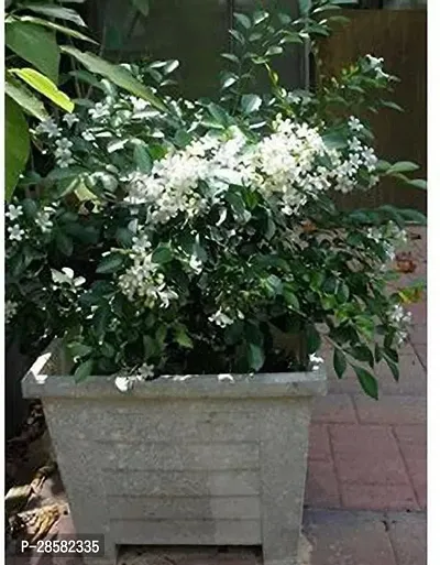 Platone Jasmine Plant GSDLANTOJ_1672