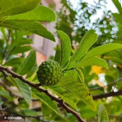 Platone Custard Apple Plant Custard Apple Live Plant Disha-20058