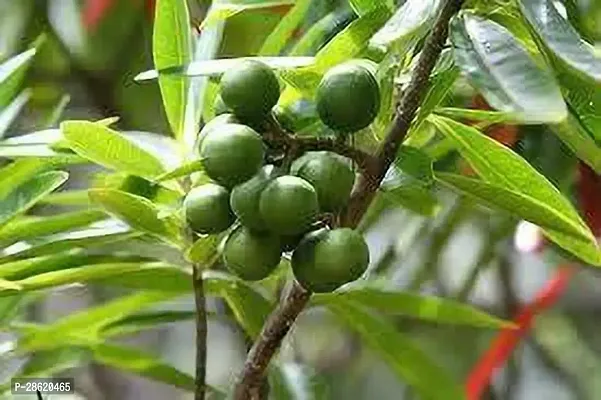 Platone Rudraksha Plant nmmn83