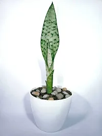 Platone Snake Plant snack plant for indooroutdoor-thumb1