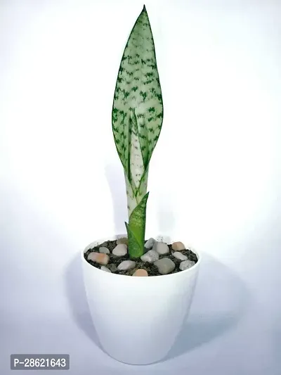 Platone Snake Plant snack plant for indooroutdoor-thumb2