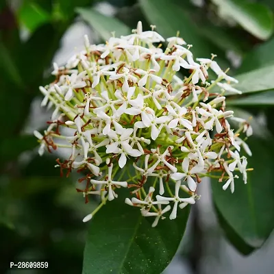 Platone Trothic IxoraChethi Plant Trothic Ixora Chethi White Plant Live Flower Disha-202033-thumb0