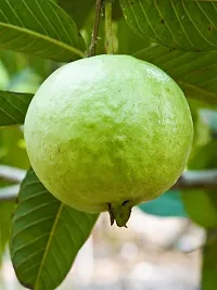 Platone Guava Plant ASD345-thumb1