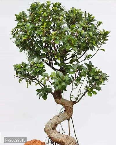 Platone Ficus Bonsai Plant CFGV115