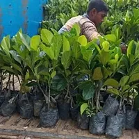 Platone Jackfruit Plant jackfruit plant az0.3.0-thumb2