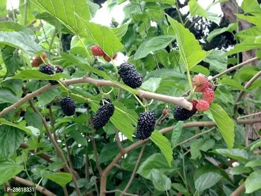 Platone ShahtootMulberry Plant imported Mulberry plant-444-thumb3