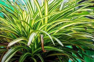 Platone Spider Plant SPIDER PLANT C54-thumb2