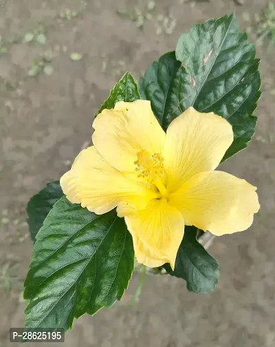 Platone Hibiscus Plant Hibiscus Australian yellow