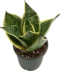 Platone Snake Plant Snake Plant-thumb1