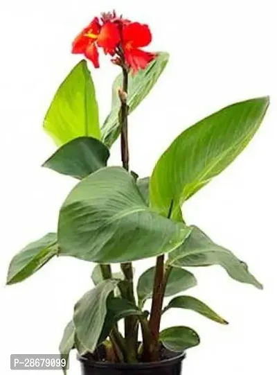 Platone Canna Lily Plant Canna Lily Plant-13