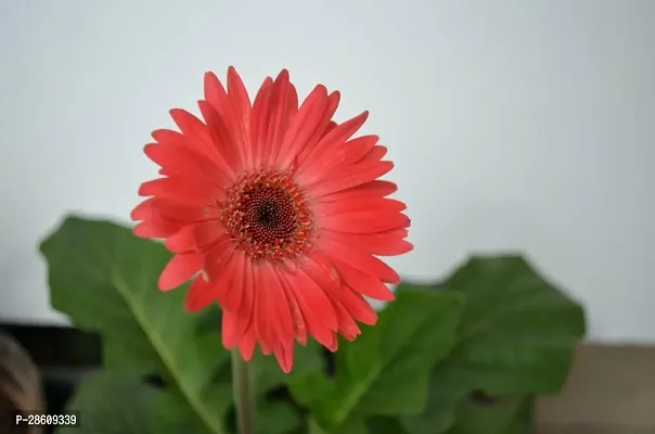 Platone Gerbera Plant GERBERA PLANT-Z22B-thumb2