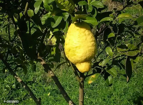 Platone Lemon Plant Lemon Plant ( Double Lemon Plant )