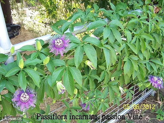 Platone Passion Plant passionfruit49