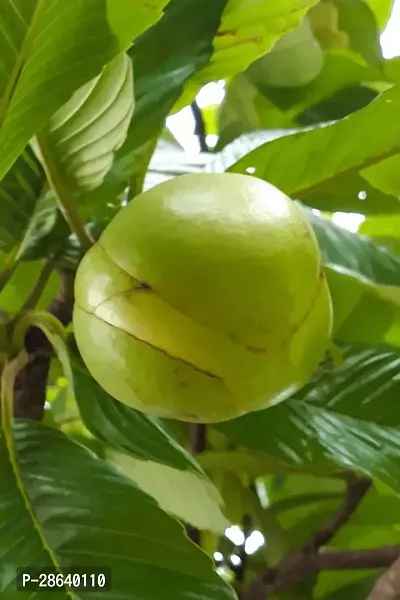 Platone Elephant Apple Plant Elephant Apple Plant-11-thumb0