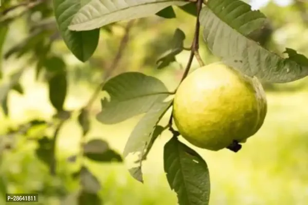 Platone Guava Plant Guava Plant (AA001)