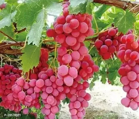 Platone Grapes Plant Grapes