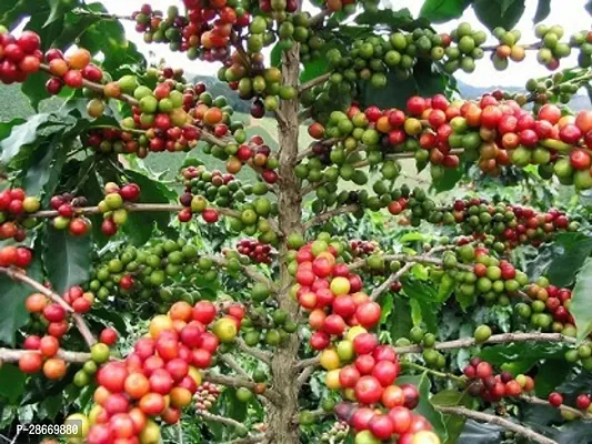 Platone Coffee Plant Gardens Rare Live Plant Arabica Coffee Bean Exotic Small Live Plant - GrowBrew Your Own Coffee Beans-thumb0