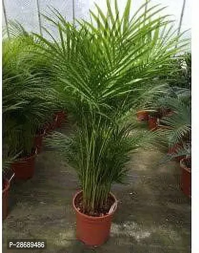 Platone Areca Palm 230