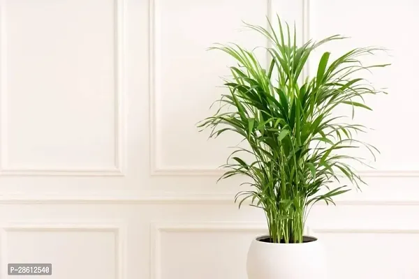 Platone Areca Palm Areca Plant A20