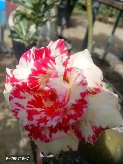 Platone Adenium Plant Gardens Rare Exotic Adenium Obesum WhiteRed 1 Helathy Grafted Plant