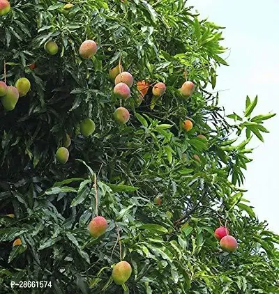 Platone Mango Plant Gardens Live Sweet Sundari Mango Plant 4 Healthy Live Plant With Plastic Bag