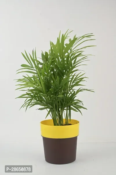 Platone Areca Palm chamaedorea plant with pot-thumb0